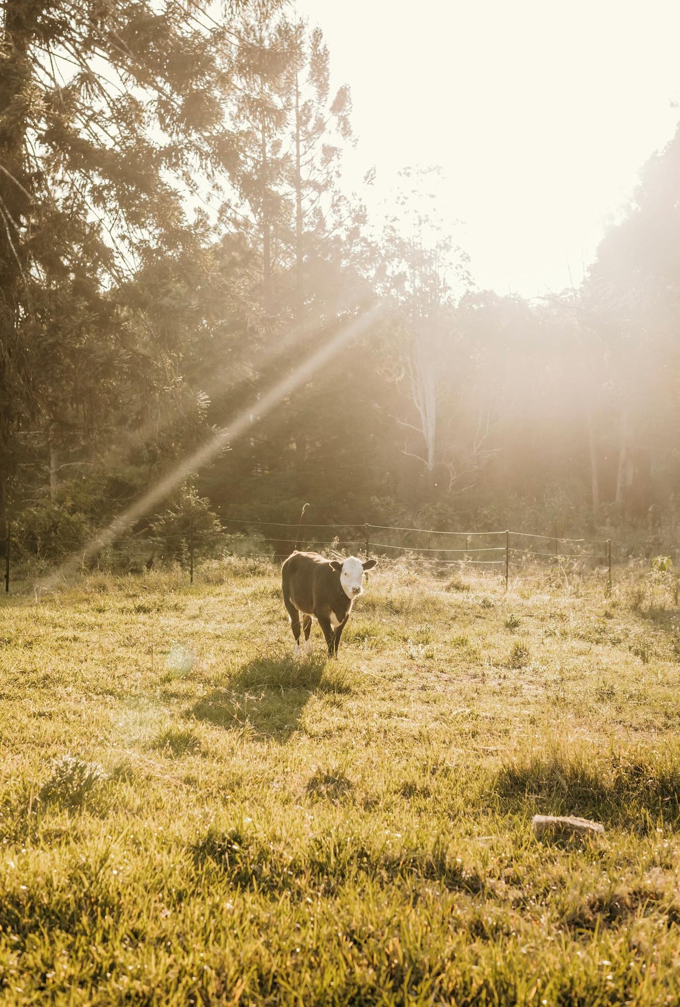 Varios Contained in Nimbin