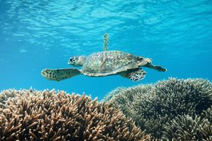 Actividad - Akumal mágico: Snorkel con Tortugas y Guía Experto