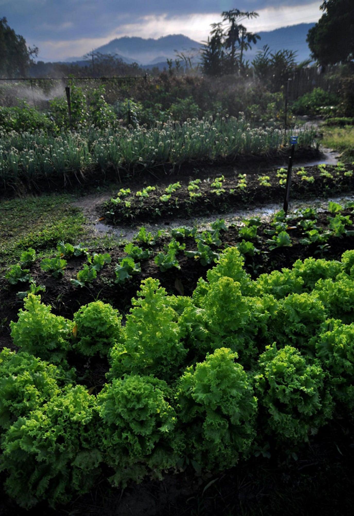 Comodidades del Alojamiento Rai Saeng Arun Resort