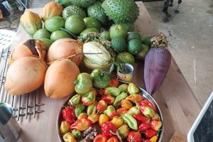 Alquiler Vacacional - Treehouse retreat on small organic farm