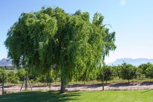 Alojamiento - Paddabult Self Catering Cottages