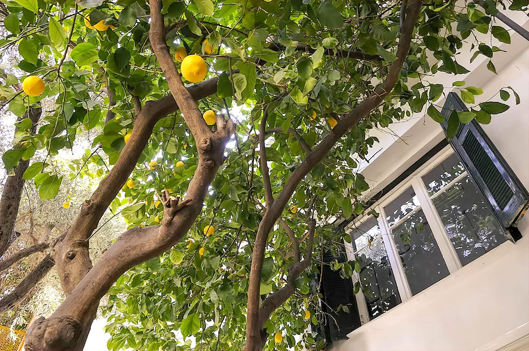 Varios Athens Green Apartments