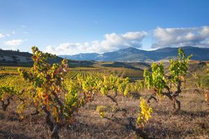 Actividad - Visita a bodegas locales con almuerzo tradicional riojano - Tour de día entero en grupo reducido
