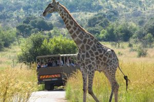 Actividad - Tour de un día entero: Sun City y la reserva natural de Pilansberg
