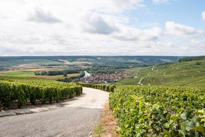Actividad - Champagne Day Trip and E-Bike with 2 Producers and Lunch from Reims