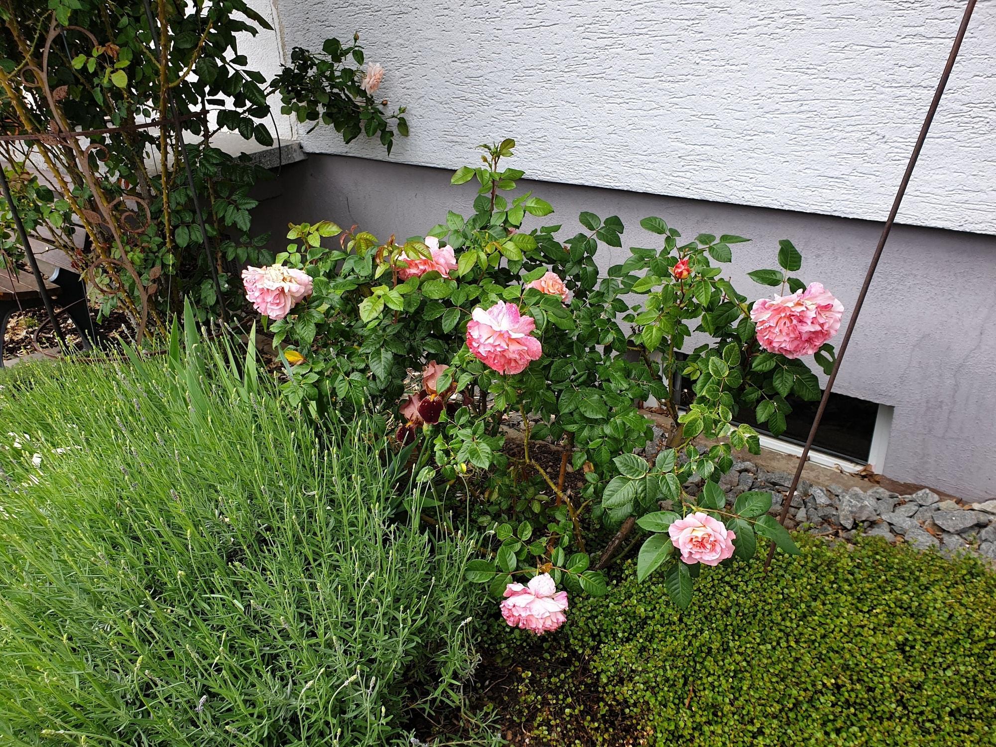 Comodidades del Alojamiento Pension Boitz