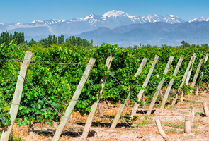 Mendoza