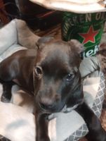 Alojamiento - Male,50,Rmmate w/me in camper, futon.,shwr.w/hot water,off Hwy412,smoking,own rm