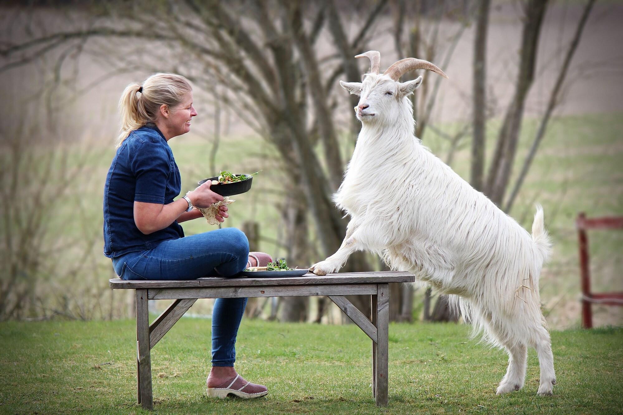 Restaurant Farmlodge