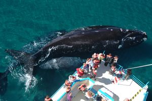 Actividad - Península Valdés con Avistaje de Ballenas