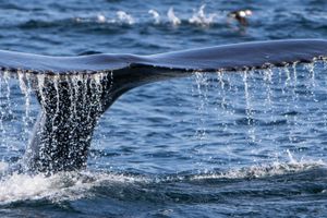 Actividad - Avistamiento de ballenas en el estrecho de Magallanes