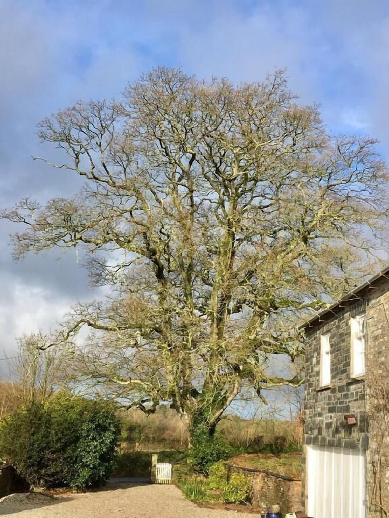 Comodidades del Alojamiento Park Farmhouse