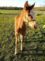 Alojamiento - Holtegaard Bed & Breakfast