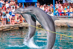 Actividad - Acuario Playa Blanca en Santa Marta