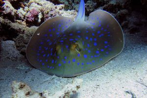 Actividad - Explore Sea Life Weymouth