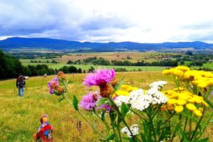 Alojamiento - Penzion Bor