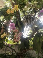 Alojamiento - Orchid Key Inn - Adults Only