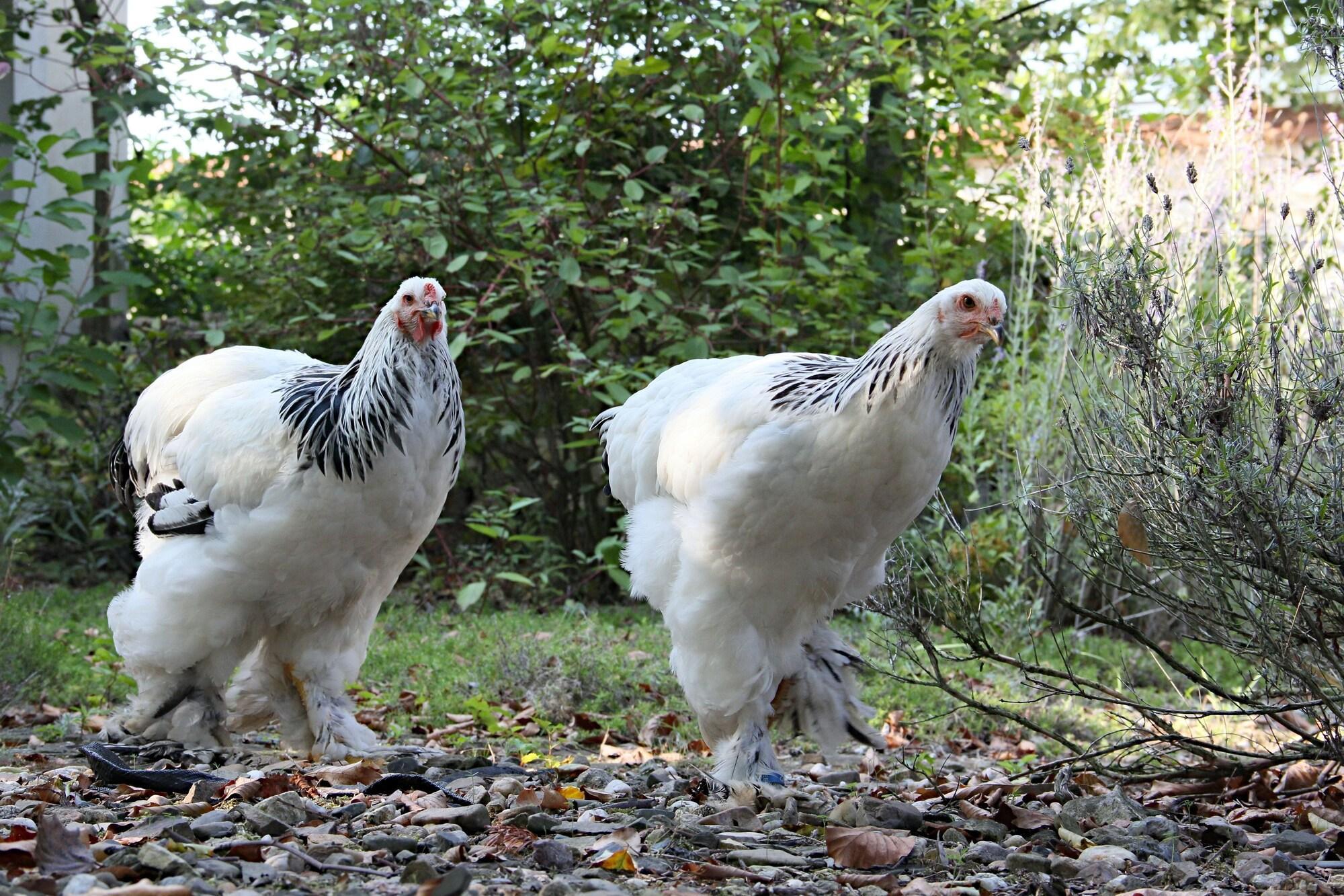 Vista Exterior Auberge de Provence
