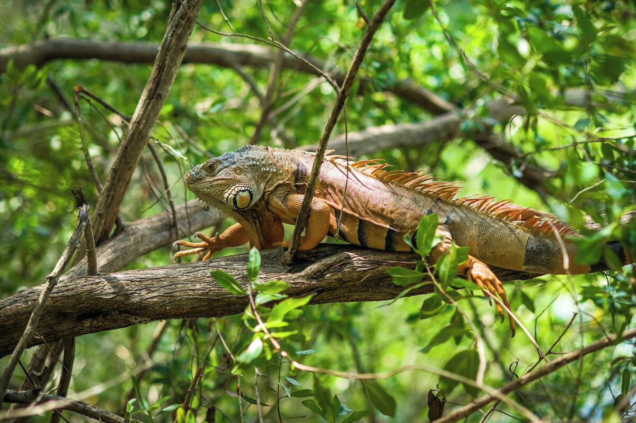 Vista Exterior Jungala Hotel at VidantaWorld Riviera Maya