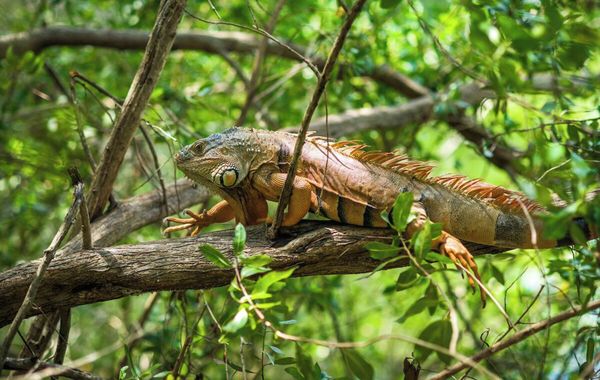 Jungala Hotel at VidantaWorld Riviera Maya - Hoteles con parque acuático en Playa del Carmen, México