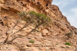 Alojamiento - Nature Inn