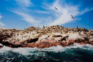 Actividad - PIK - Full Day Ballestas y Huacachina desde Lima