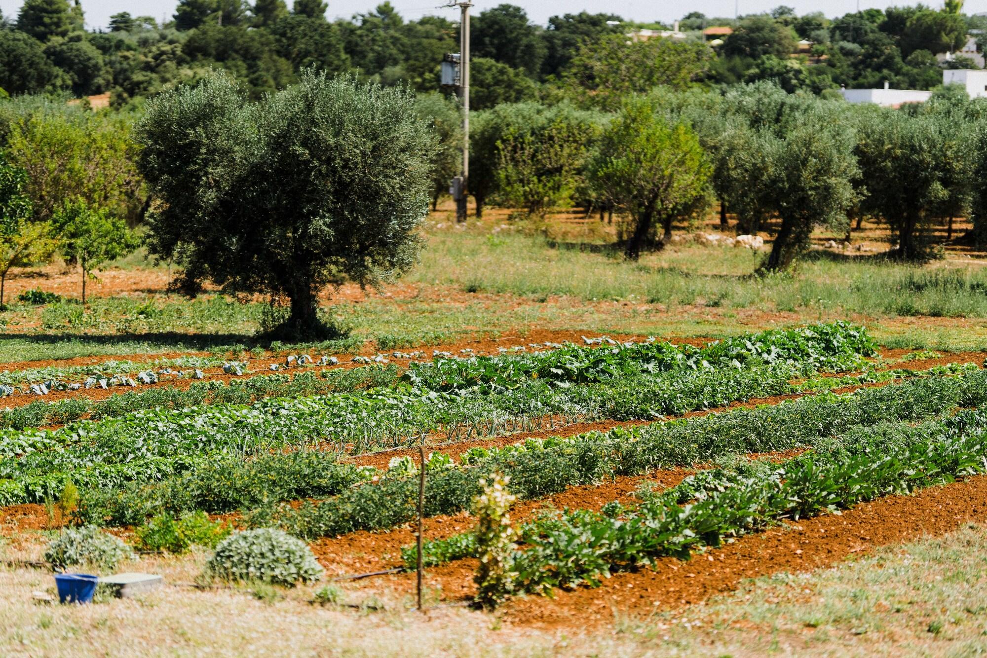 Vista Exterior Masseria Soluco