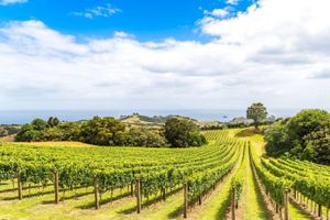 Actividad - Isla Waiheke: medio día panorámico, vino, almuerzo y tirolesa
