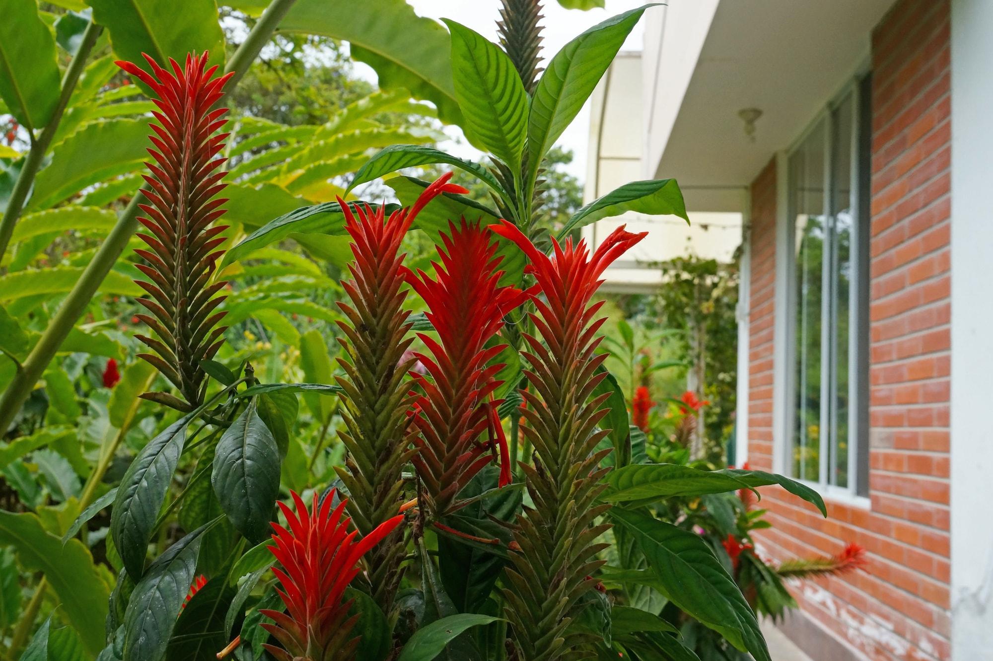 Vista Exterior Mindo Real