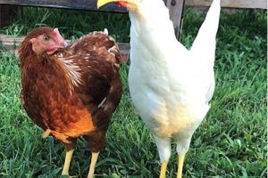 Alquiler Vacacional - Instaworthy Cabin. 31 Acre Farm. Pond. Fire Pit