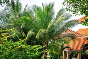 Alojamiento - Romana Resort