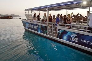 Actividad - Crucero de un día para descubrir la vida marina en la isla de Tangalooma