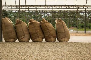 Actividad - PIK - Ruta del Cafe - Finca Organica Rainforest