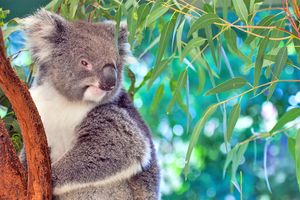 Vuelo - Vuelos a Perth