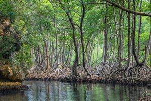 Actividad - Excursión al Parque Nacional Los Haitises