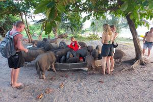 Actividad - Tour de Delfines Rosados