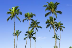 Pacote - Pacotes para Ilhéus