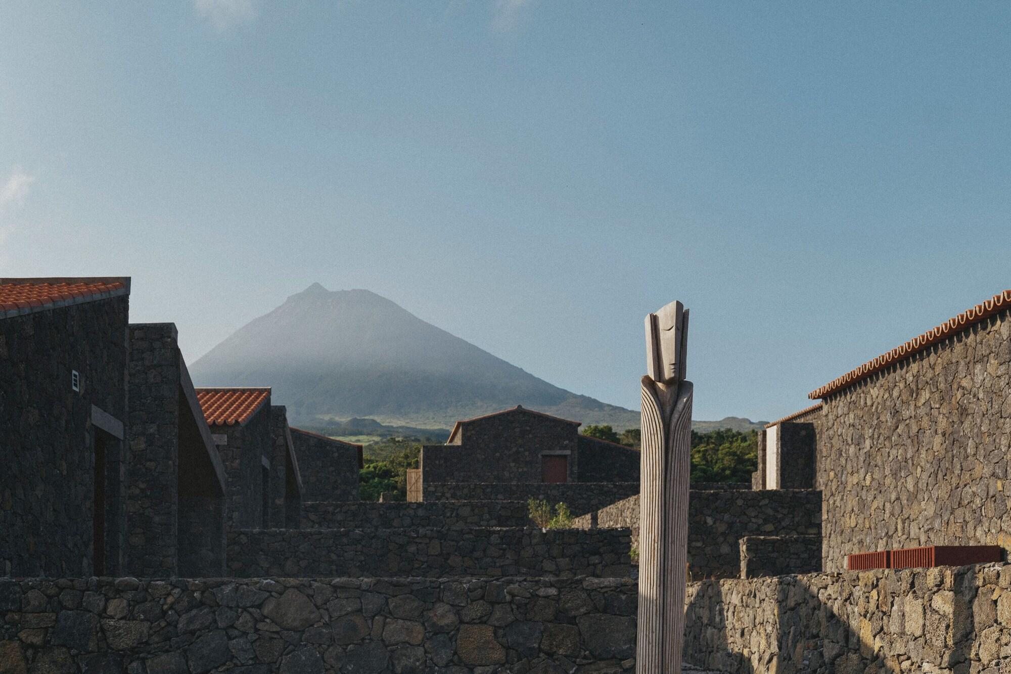 Varios Pico Vineyards