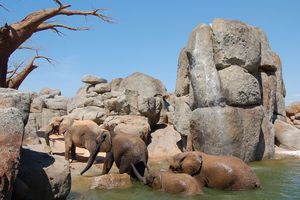Actividad - Bioparc Valencia