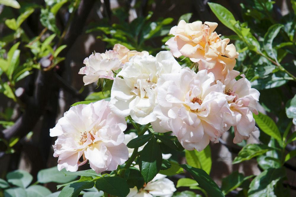 Hotel Arcobaleno Boutique Hotel