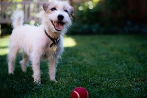 Alojamiento - Four Points by Sheraton Edmundston Hotel & Conference Center