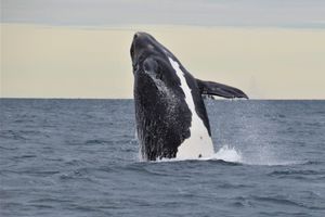 Actividad - Península Valdes con Avistaje de Ballenas Opcional