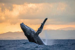 Actividad - Whale Watching Aboard the Picante
