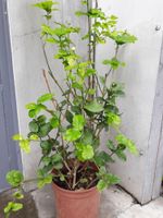 Alojamiento - BoBo Bear B&B