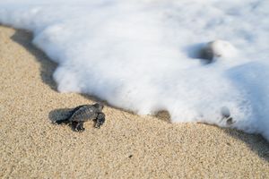 Actividad - Liberación de tortugas