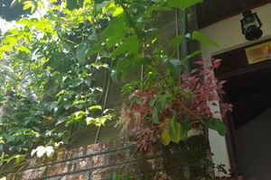 Alojamiento - Knuckles view bungalow