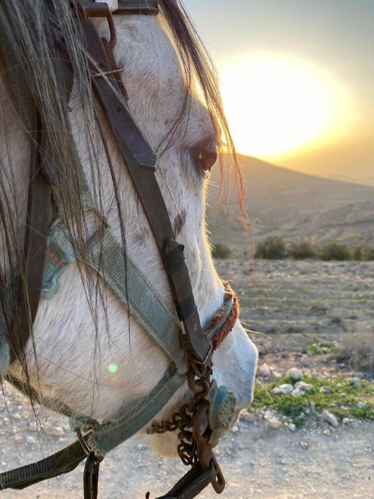 Vista Exterior Twilight Hotel Petra