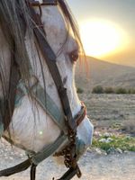 Alojamiento - Twilight Hotel Petra
