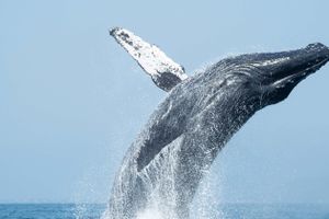 Actividad - Avistamiento de ballenas y delfines en Punta Sal