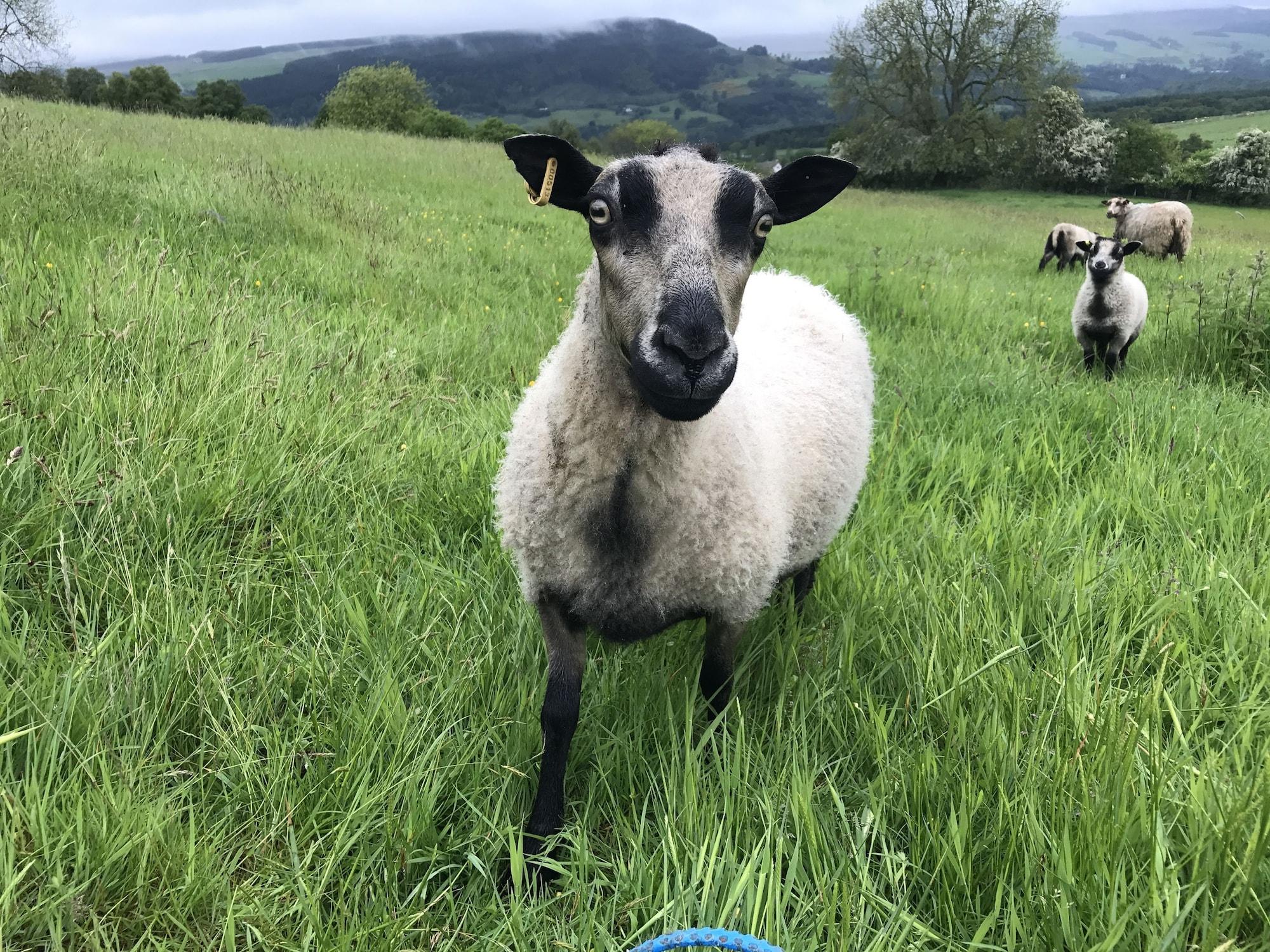 Instalaciones Recreativas Errichel House and Cottages